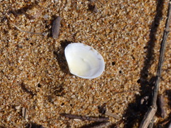 Macomona deltoidalis