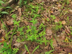 Silene stellata