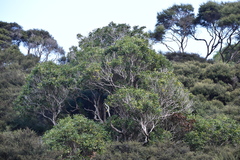 Nestegis cunninghamii