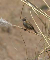 Zonotrichia capensis