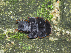 Platerodrilus ruficollis