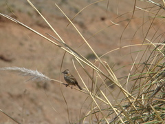 Zonotrichia capensis