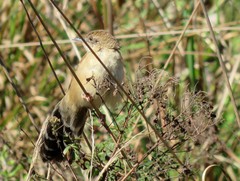 Catriscus brevirostris