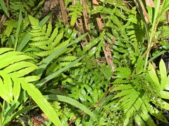 Kurixalus idiootocus