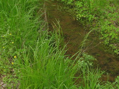 Sphenopholis obtusata