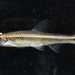 Coosa Shiner - Photo (c) chrosomusenthusiast, some rights reserved (CC BY-NC)