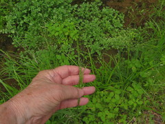 Sphenopholis obtusata