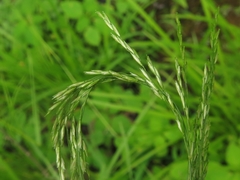 Sphenopholis obtusata