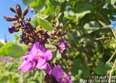Macropsychanthus grandiflorus