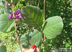Macropsychanthus grandiflorus