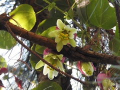 Passiflora membranacea