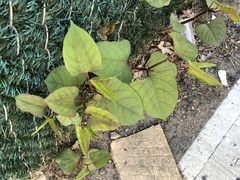 Reynoutria japonica
