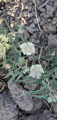 Malvella sagittifolia
