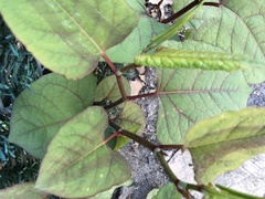 Reynoutria japonica