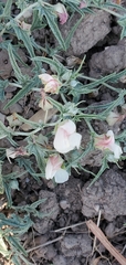 Malvella sagittifolia