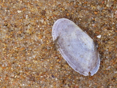 Psammobiidae