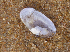 Psammobiidae