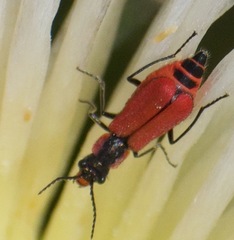 Malachius coccineus