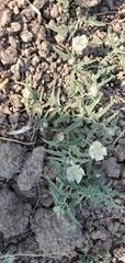 Malvella sagittifolia