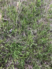 Marshallia legrandii