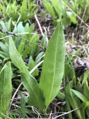Solidago rigida glabrata