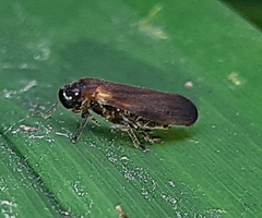Cercopinae