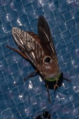 Tabanus nigrovittatus