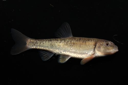 Largescale Stoneroller