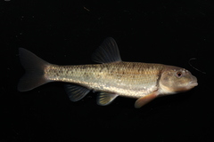 Largescale Stoneroller photo 3