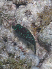 Canthigaster solandri