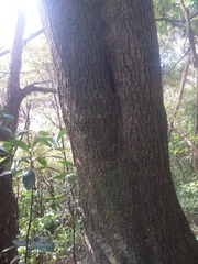 Nestegis cunninghamii