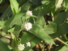 Persicaria stelligera