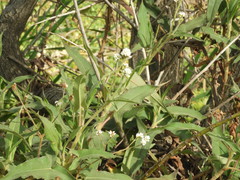 Persicaria stelligera