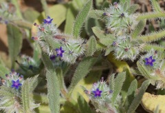 Anchusa aggregata