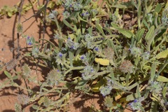 Anchusa aggregata
