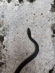 Hypsirhynchus parvifrons