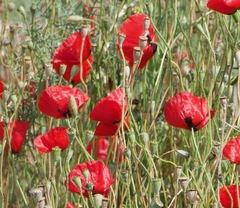Papaver umbonatum