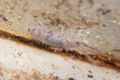 Willowsia nigromaculata