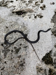 Hypsirhynchus parvifrons