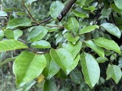 Elaeagnus thunbergii