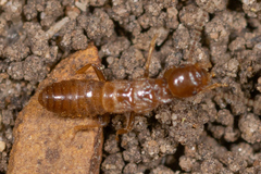 Reticulitermes hageni