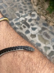 Hypsirhynchus parvifrons