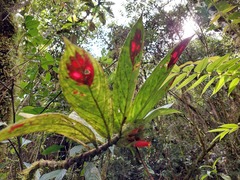Columnea dimidiata