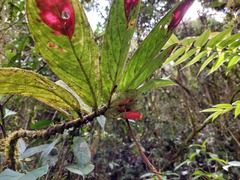 Columnea dimidiata