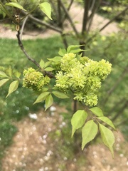 Fraxinus bungeana