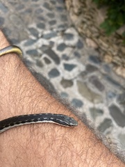 Hypsirhynchus parvifrons