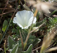 Convolvulus secundus