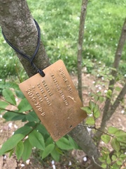 Fraxinus bungeana