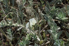 Convolvulus secundus