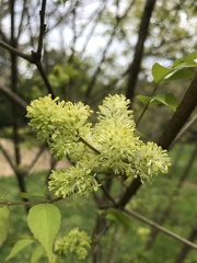 Fraxinus bungeana
